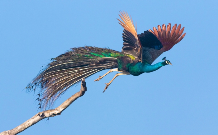 peacock